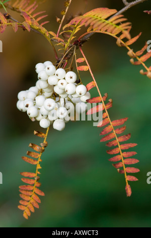 Les baies blanches du rowan tree Sorbus koehneana à Dawyck Botanic Garden, Stobo, Scottish Borders, Scotland Banque D'Images