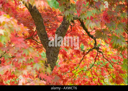 Acer palmatum ou l'érable rouge à Dawyck Botanic Garden, Stobo, Scottish Borders, Scotland Banque D'Images