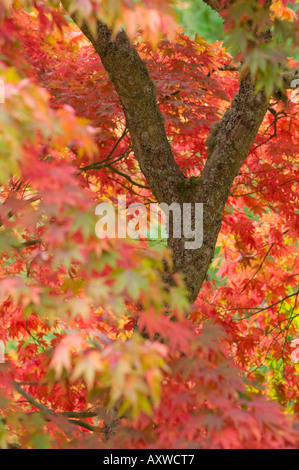 Acer palmatum ou l'érable rouge à Dawyck Botanic Garden, Stobo, Scottish Borders, Scotland Banque D'Images