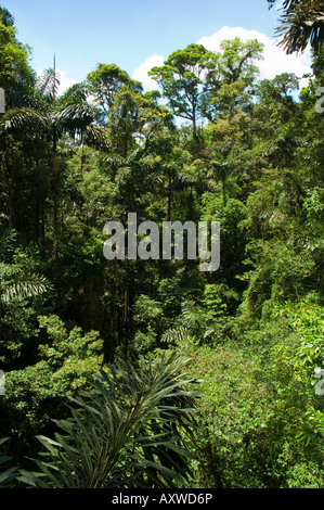 Rainforest vegitation ponts suspendus, à pied, l'Arenal, Costa Rica Banque D'Images