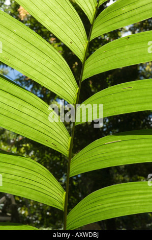 Rainforest vegitation ponts suspendus, à pied, l'Arenal, Costa Rica Banque D'Images