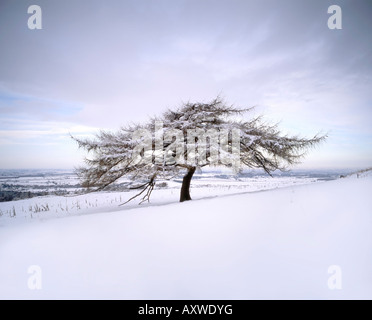 Arbre en hiver neige, North York Moors National Park, North Yorkshire, Angleterre Banque D'Images