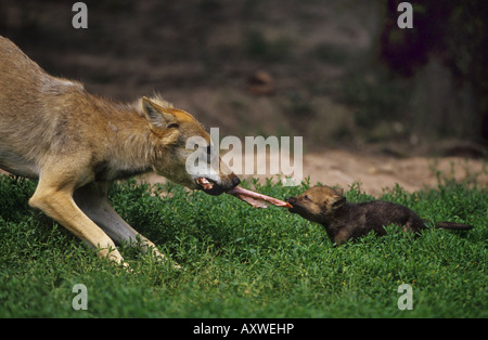 Le loup gris d'Europe (Canis lupus lupus), des profils avec pup, Allemagne Banque D'Images