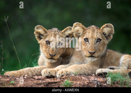 Des lionceaux, Panthera leo, dans le Parc National de Kruger Mpumalanga, Afrique du Sud Banque D'Images