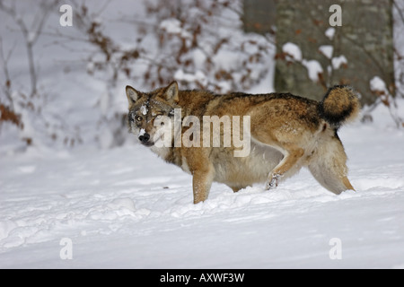 Le loup Canis lupus Banque D'Images