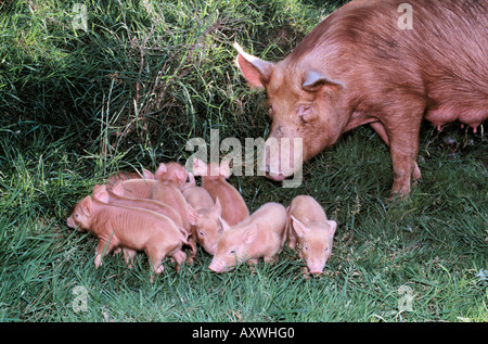 Cochon femelle avec sa couvée/ portée de bonhams dans le paysage irlandais Banque D'Images