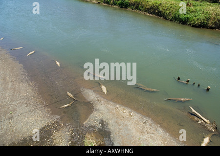 Les crocodiles vu depuis le pont sur la rivière de Herradura, près de Puntarenas, Costa Rica Banque D'Images