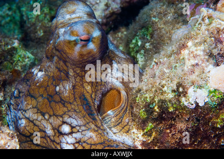 Octopus trouvés sur un récif à Maui, Hawaii Banque D'Images