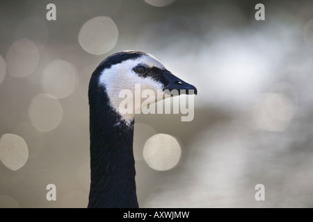 Bernache nonnette (Branta leucopsis), portrait, Allemagne, Bade-Wurtemberg Banque D'Images