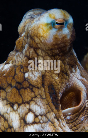 Octopus trouvés sur un récif à Maui, Hawaii Banque D'Images