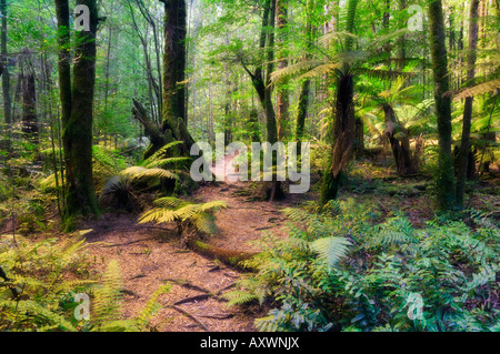 Les fougères arborescentes et Myrtle hêtres dans la forêt tropicale, Parc National de Yarra, Victoria, Australie, Pacifique Banque D'Images