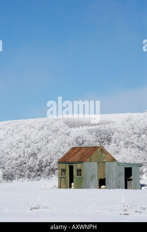 Ancien hangar et de saules en givre Idaburn Maniototo ile sud Nouvelle Zelande Banque D'Images