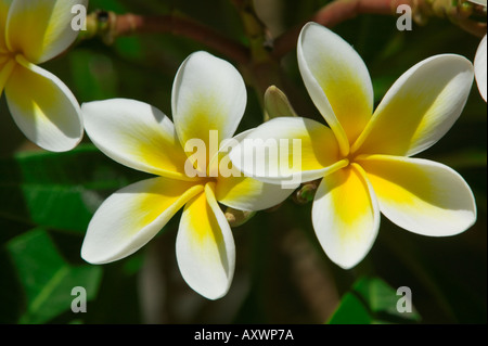 Frangipanier - Plumeria rubra. Banque D'Images