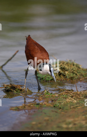 Jacana à poitrine dorée Actophilornis africanus (Afrique), Kruger National Park, Afrique du Sud, l'Afrique Banque D'Images