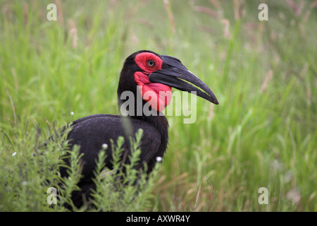 Calao terrestre du sud (Bucorvus leadbeateri), Kruger National Park, Afrique du Sud, l'Afrique