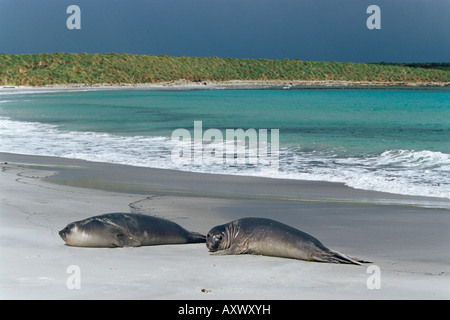 Les éléphants de détente sur la plage, l'île de Sea Lion, Îles Falkland, l'Atlantique Sud, l'Amérique du Sud Banque D'Images