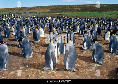 Colonie de manchots royaux (Aptenodytes patagonicus), bénévole Point, East Falkland, îles Falkland, l'Atlantique Sud Banque D'Images