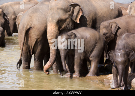 Les éléphants se baigner dans la rivière, l'orphelinat des éléphants Pinnewala, près de Kegalle, Hill Country, au Sri Lanka, en Asie Banque D'Images