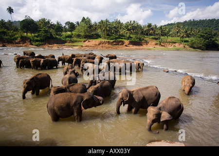 Les éléphants se baigner dans la rivière, près de l'orphelinat des éléphants Pinnewala Kegalle, Hill Country, au Sri Lanka, en Asie Banque D'Images