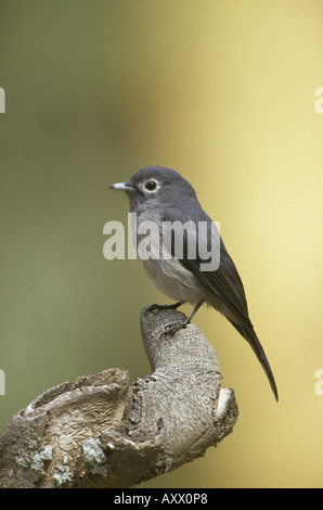 White eyed Moucherolles vineuse Melaenornis fischeri Kenya Banque D'Images