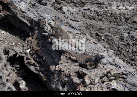 Iguane marin des Galapagos s sont bien cachées sur la roche volcanique Banque D'Images