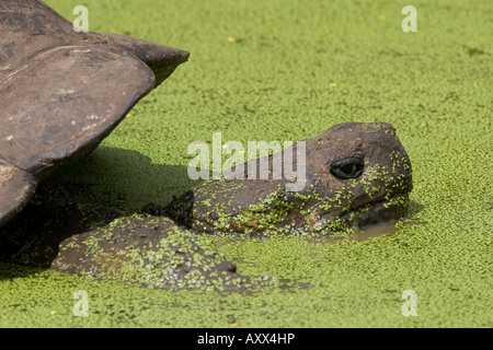 Tortue géante des Galapagos repose dans boue couverte de mauvaises herbes canard Banque D'Images