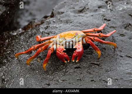 Une image aux couleurs vives du crabe Sally Lightfoot ressemble pour les algues Banque D'Images