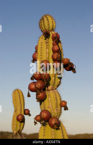 Cactus candélabres avec des fruits sur les Galapagos île Isabela Banque D'Images