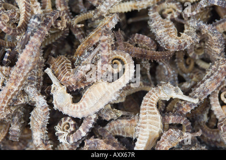 Hippocampes en vente dans les produits de la boutique, Chinatown, Singapour, Asie du Sud Est Banque D'Images