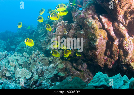 Poisson papillon raton laveur près de lanai, Hawaii Banque D'Images