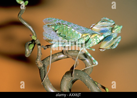 Chardon Mantis, Devils Flower Mantis (Blepharopsis mendica), affichage de la menace Banque D'Images