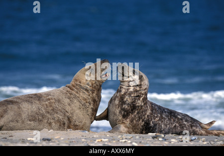 Phoque gris (Halichoerus grypus), Helgoland, Schleswig-Holstein, Allemagne Banque D'Images