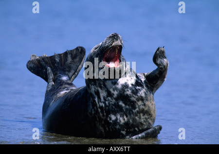 Phoque gris (Halichoerus grypus), Helgoland, Schleswig-Holstein, Allemagne Banque D'Images