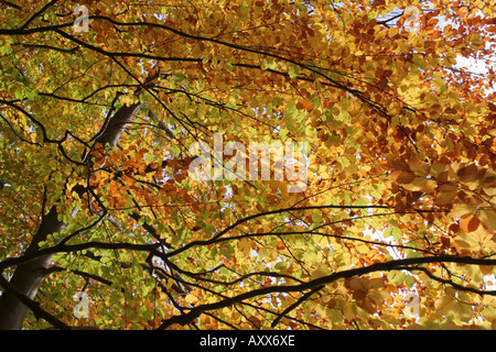 Les feuilles d'automne les hêtres fagus sylvatica contre sky Allemagne Bavière Banque D'Images