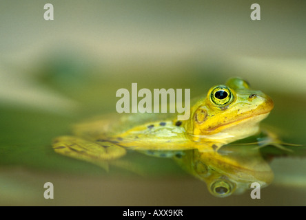 Grenouille comestible européen, Rana esculenta, Bielefeld, NRW, Allemagne Banque D'Images