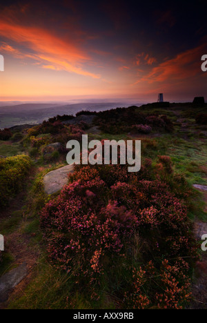 Heather à Cloudside Nr Congleton Cheshire UK Banque D'Images