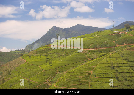 Les plantations de thé dans les collines de thé, près de Nuwara Eliya, Hill Country, au Sri Lanka, en Asie Banque D'Images