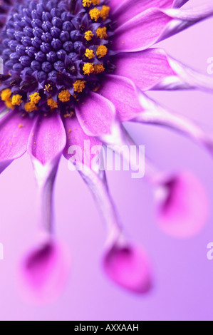 Osteospermum Osteospermum, Whirligig', 'Violet, Osteospermum Whirligig, Banque D'Images