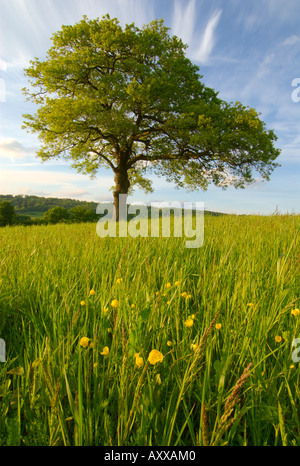 Europe Royaume-Uni Angleterre Surrey l'arbre de chêne et de fleurs sauvages dans la zone Banque D'Images