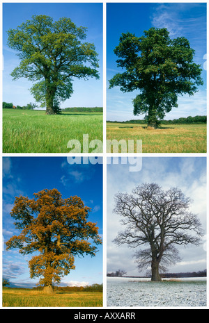 Oak, Quercus robur, Quercus robur, Banque D'Images