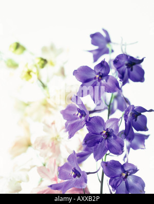 Delphinium, delphinium, bleu, Banque D'Images