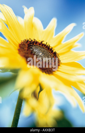 Tournesol, Helianthus annus, jaune, Helianthus annus, Banque D'Images