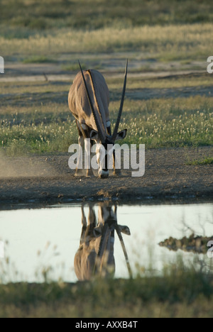 Un seul élève gemsbok boire à un trou d'eau dans le Kalahari Banque D'Images