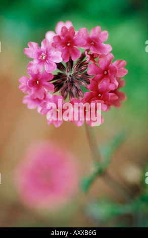 Candelabra primevère, Primula pulverulenta, tête de fleurs roses avec de petites fleurs roses. Banque D'Images