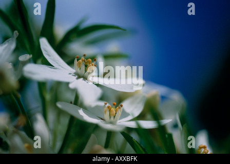 Oranger du Mexique, mexicaine, orange, blossom, Choisya ternata 'Aztec pearl', Blanc, Choisya ternata,, Aztec, pearl Banque D'Images