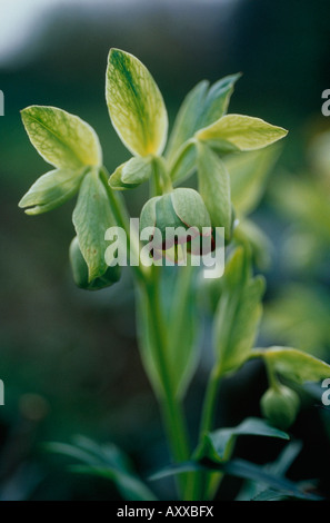 L'hellébore fétide helleborus foetidus, vert, fleurs sur Lenten rose growing outdoors Banque D'Images