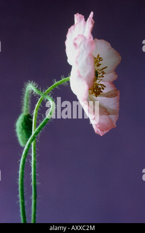 Coquelicot, Shirley coquelicot, Papaver rhoeas, Shirley Shirley, Rose, série, Papaver rhoeas, Shirley, série Banque D'Images