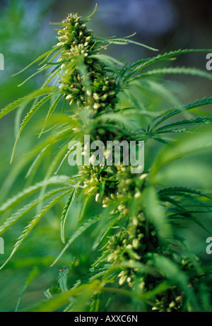 Le Cannabis, chanvre, Cannabis sativum, vert, Cannabis, sativum Banque D'Images