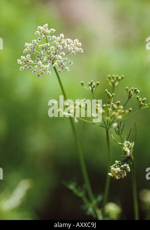 La coriandre, Coriandrum sativum, fleurs blanches sur de longues tiges. Banque D'Images