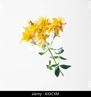 St John's wort, Hypericum perforatum, fleurs jaunes sur tige feuillée contre fond blanc. Banque D'Images